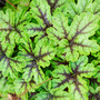 Heucherella 'Tapestry'