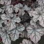 Heuchera 'Violet Shimmer'