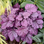 Heuchera 'Wild Rose'