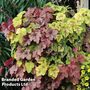 Heucherella 'Trailing Yellowstone Falls'