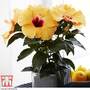 Hibiscus rosa-sinensis 'Hibisqs Apricot'