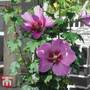 Hibiscus 'Walberton?s® Rose Moon'