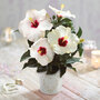 Hibiscus Pearl in Cream Zinc Pot - Gift