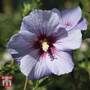 Hibiscus syriacus 'Oiseau Bleu'