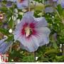 Hibiscus syriacus 'Oiseau Bleu'