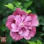 Hibiscus syriacus 'Kakapo'