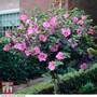 Hibiscus syriacus 'Woodbridge'