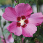 Hibiscus syriacus 'Woodbridge'