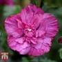 Hibiscus syriacus 'Magenta Chiffon'