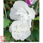 Hibiscus syriacus 'White Pillar'