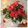 Hibiscus 'Festive Flair'