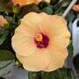 Hibiscus rosa sinensis 'HibisQs Adonicus Apricot'