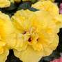 Hibiscus rosa sinensis 'HibisQs Adonicus Double Yellow'