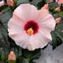 Hibiscus rosa sinensis 'HibisQs Adonicus Rosa'