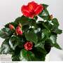 Hibiscus rosa sinensis 'HibisQs Adonicus Volcano'