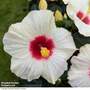 Hibiscus rosa sinensis 'HibisQs Adonicus White'