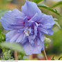 Hibiscus syriacus 'Blue Chiffon'