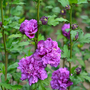 Hibiscus syriacus 'French Cabaret Purple'