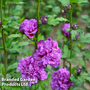 Hibiscus syriacus 'French Cabaret Purple'