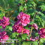 Hibiscus syriacus 'French Cabaret Red'