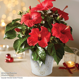 Hibiscus 'Festive Flair' - Gift