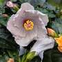 Hibiscus rosa sinensis 'HibisQs Cato'