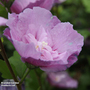 Hibiscus syriacus 'Lavender Chiffon'