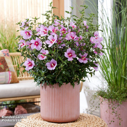 Hibiscus syriacus 'Little Legends Pink'