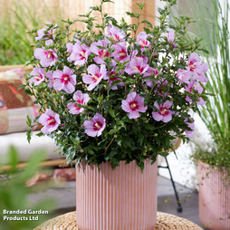 Hibiscus syriacus 'Little Legends Pink'