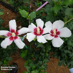 Hibiscus syriacus 'Little Legends White'