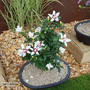 Hibiscus syriacus 'Little Legends White'