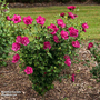Hibiscus syriacus 'Magenta Chiffon'