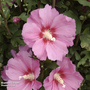 Hibiscus syriacus 'Pink Giant'