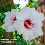 Hibiscus syriacus 'Red Heart'