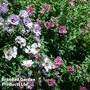 Hibiscus syriacus 'Mixed'