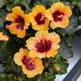 Hibiscus rosa sinensis 'HibisQs Petit Sunrise'