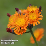 Hieracium aurantiacum