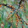 Hippophae rhamnoides 'Leikora'