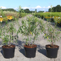 Hippophae rhamnoides 'Hergo'