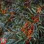 Sea Buckthorn (Hedging)