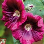 Hollyhock 'Creme de Cassis' - Seeds