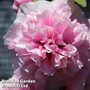Hollyhock 'Chater's Doubles Mixed' - Easy Grow Seed Range