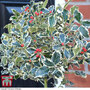 Holly 'Argentea Marginata'