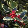 Holly 'Golden King'