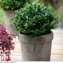 Holly crenata 'Luxus Globe'