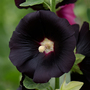 Hollyhock 'Blacknight'