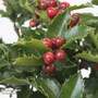 Holly meserveae 'Blue Angel'