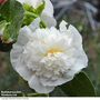Hollyhock 'Chater's Double Icicle' - Seeds