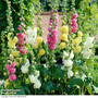 Hollyhock 'Chater's Double Mixed'