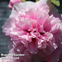 Hollyhock 'Chater's Double Rose'